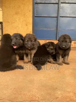 1-3 months Male Purebred German Shepherd