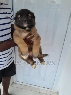 1-3 months Female Purebred Caucasian Shepherd
