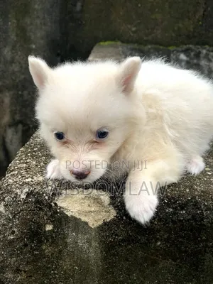 1-3 months Female Purebred American Eskimo
