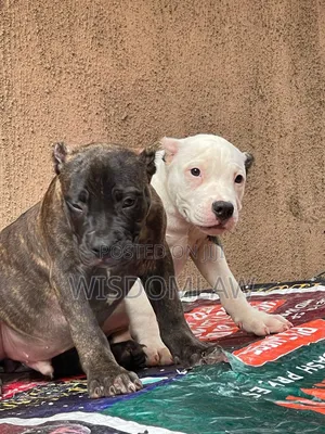 3-6 months Male Purebred American Bully