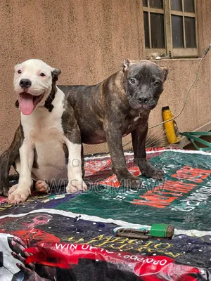 3-6 months Male Purebred American Bully