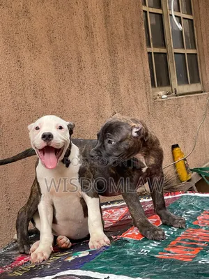3-6 months Male Purebred American Bully