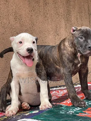 3-6 months Male Purebred American Bully