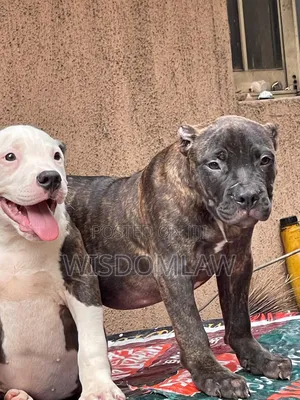 3-6 months Male Purebred American Bully
