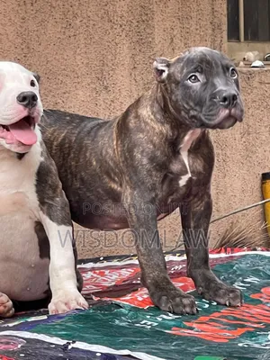 3-6 months Male Purebred American Bully
