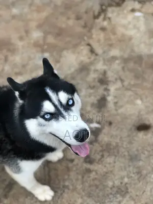 1+ year Male Purebred Siberian Husky