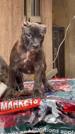 3-6 months Male Purebred American Bully