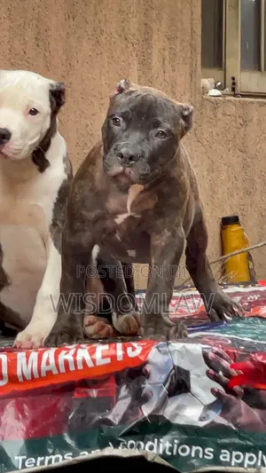 3-6 months Male Purebred American Bully