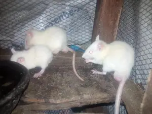 White Wistar Rats For Sale