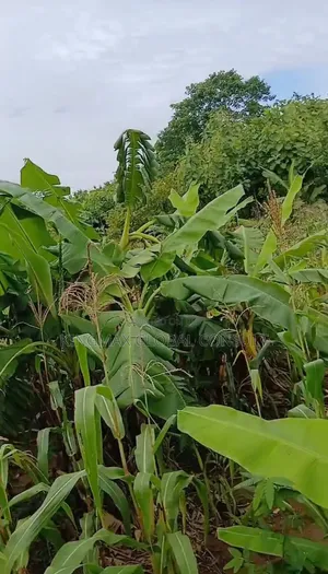 Commercial Plot For Sale, Size:3392.58sm, Tarred, Fenced With Gate.