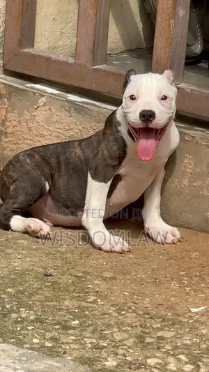 3-6 months Male Purebred American Bully