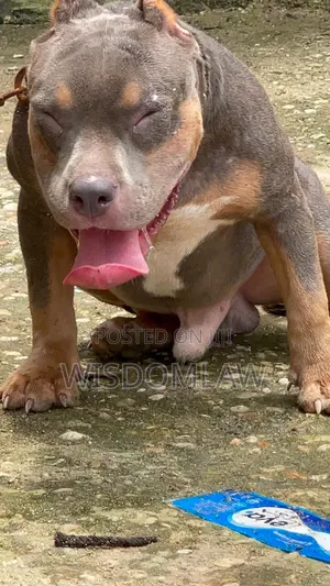 6-12 months Male Purebred American Bully