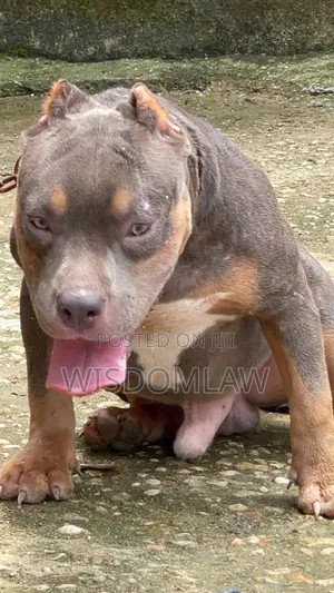 6-12 months Male Purebred American Bully