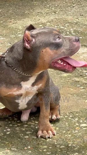 6-12 months Male Purebred American Bully