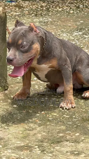 6-12 months Male Purebred American Bully