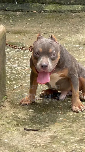 6-12 months Male Purebred American Bully