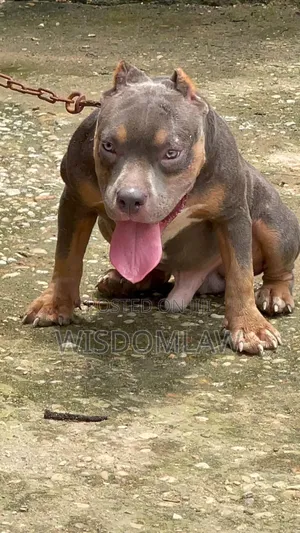 6-12 months Male Purebred American Bully