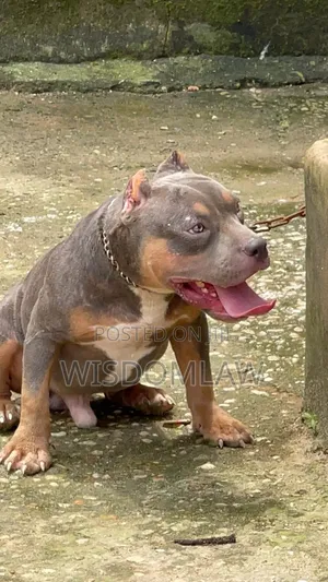6-12 months Male Purebred American Bully