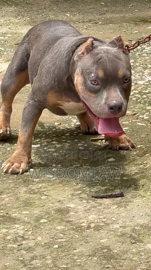 6-12 months Male Purebred American Bully