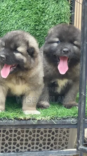 1-3 months Female Purebred Caucasian Shepherd