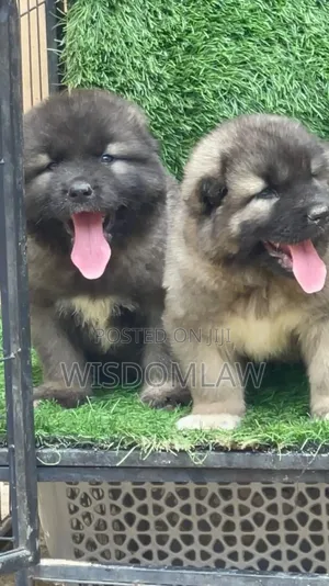 1-3 months Female Purebred Caucasian Shepherd