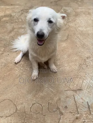 1+ year Male Purebred American Eskimo