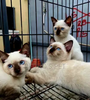 1-3 months Female Purebred Siamese