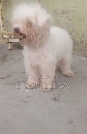 1+ year Female Purebred Lhasa Apso