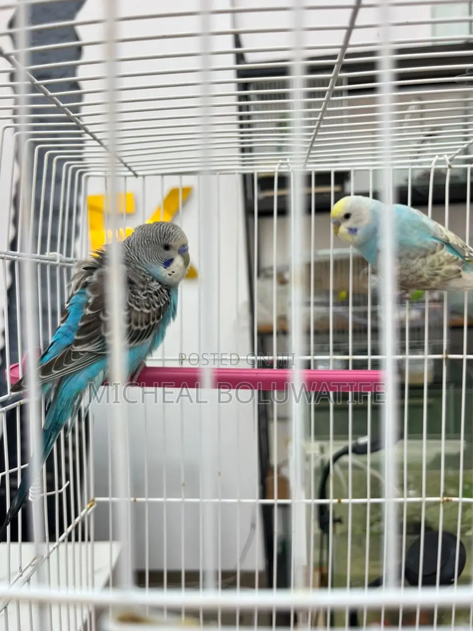 Budgie Parrot