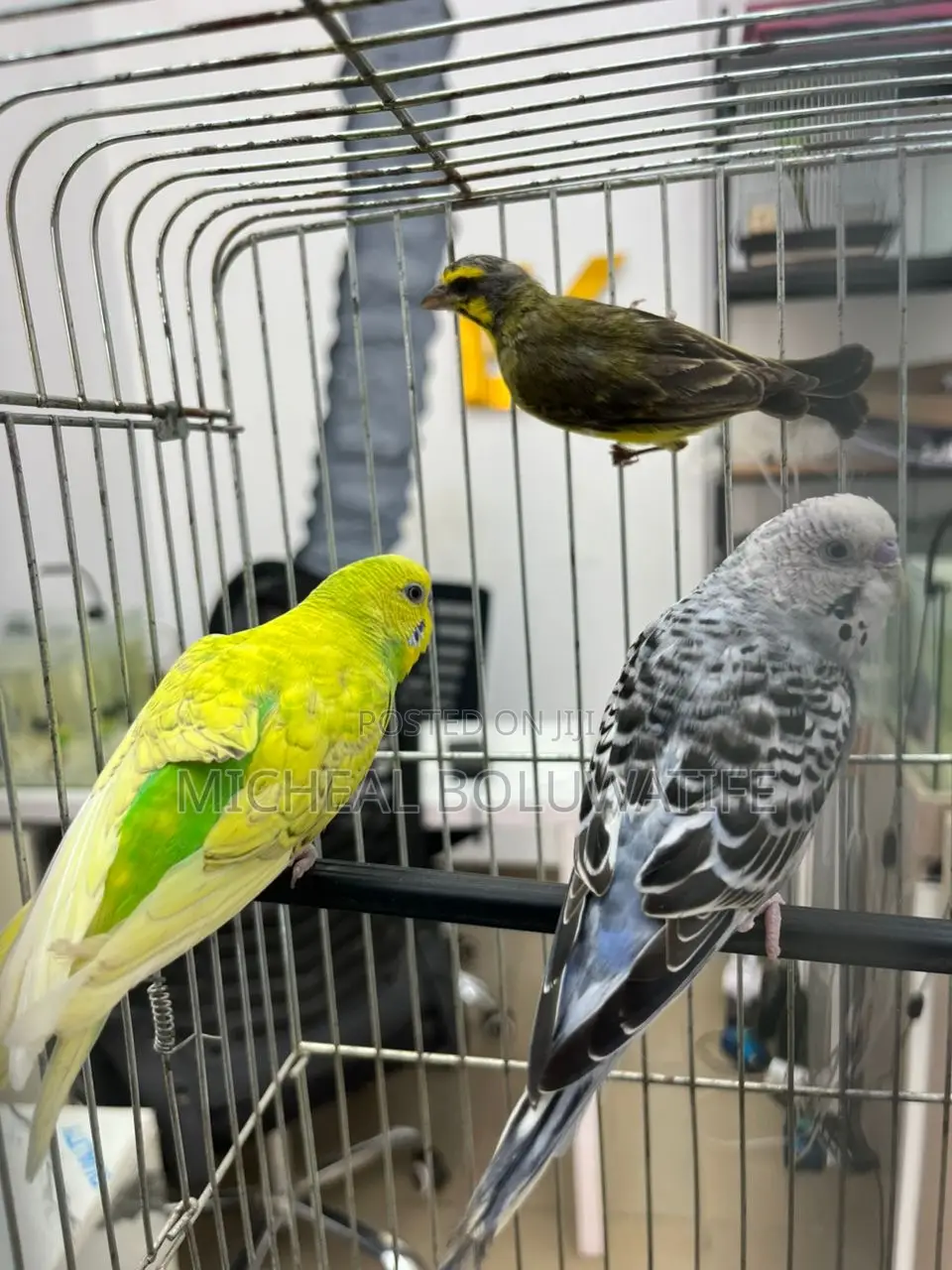 Budgie Parrot