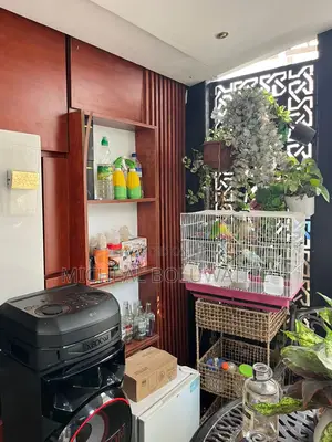 Budgie Parrot