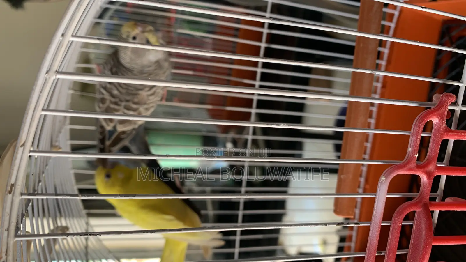 Budgie Parrot