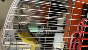 Budgie Parrot