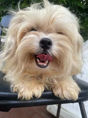 1+ year Male Purebred Lhasa Apso