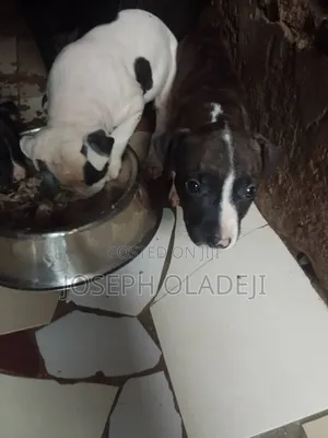 1-3 months Male Purebred Boerboel