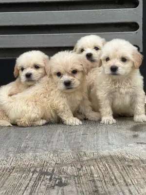 1-3 months Male Purebred Lhasa Apso