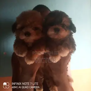 1-3 months Male Purebred Lhasa Apso