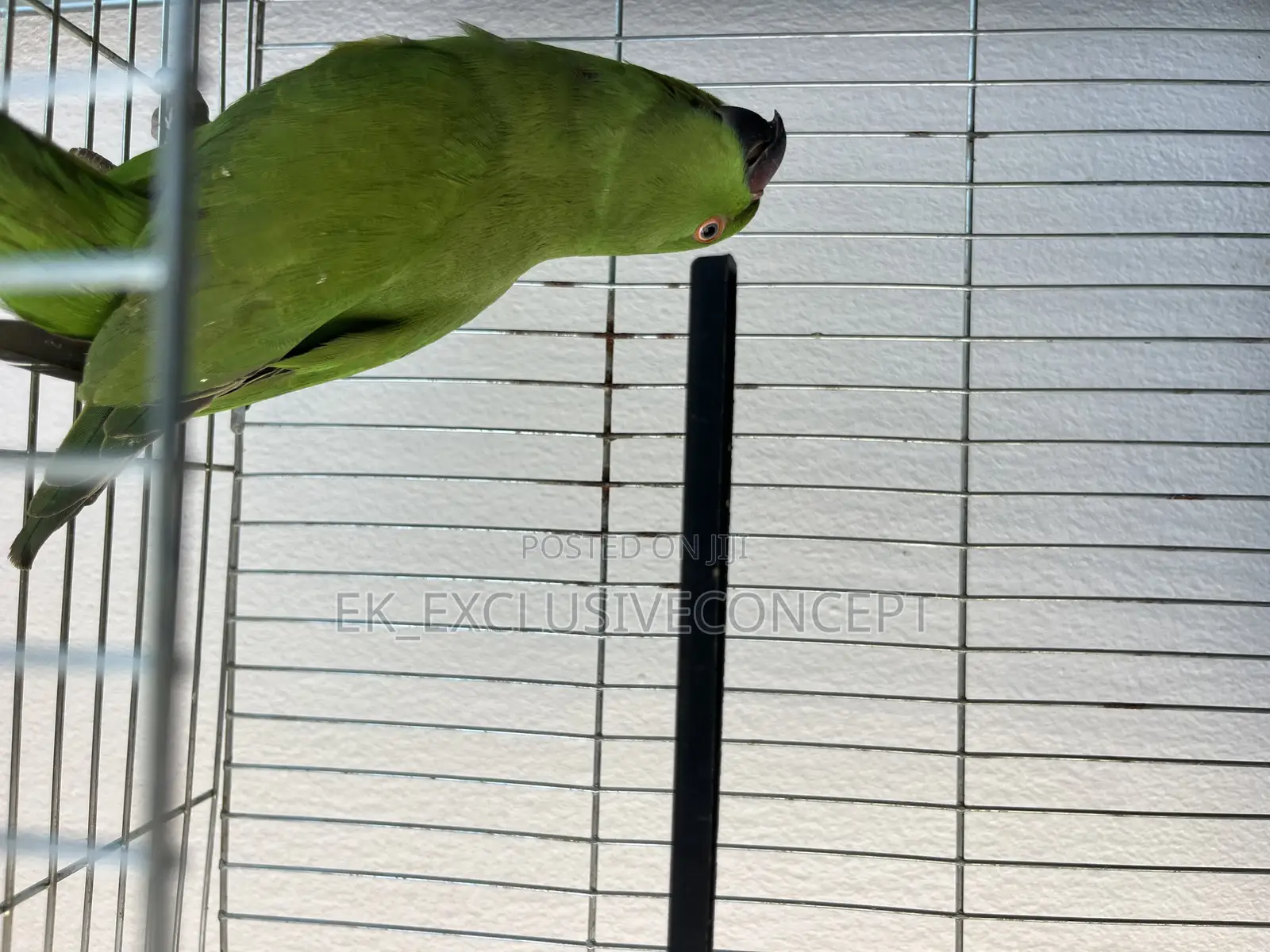Indian Ring Neck Parrot