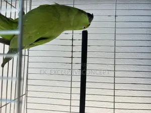 Indian Ring Neck Parrot