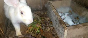 Rabbits: Weaners, Growers, Mature Females, Meat Rabbits