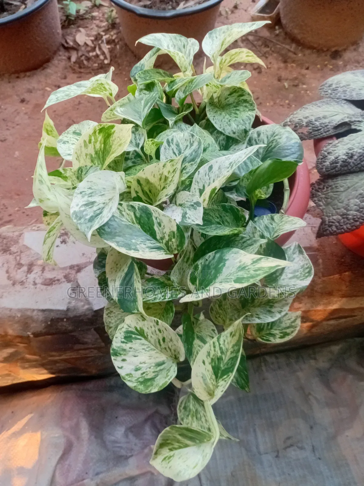 Golden Pothos Aka Money Plant