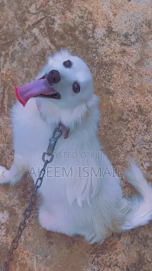 1+ year Female Purebred American Eskimo