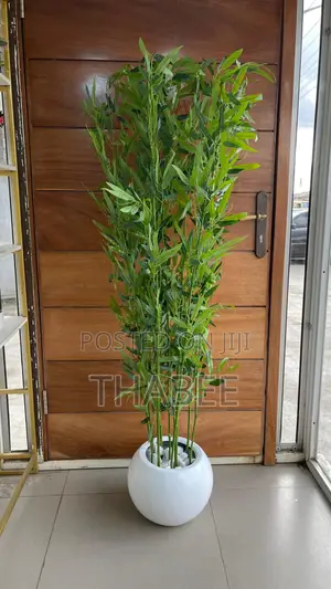Bamboo Plant in Round White Fibrepot