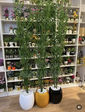 Bamboo Plant 