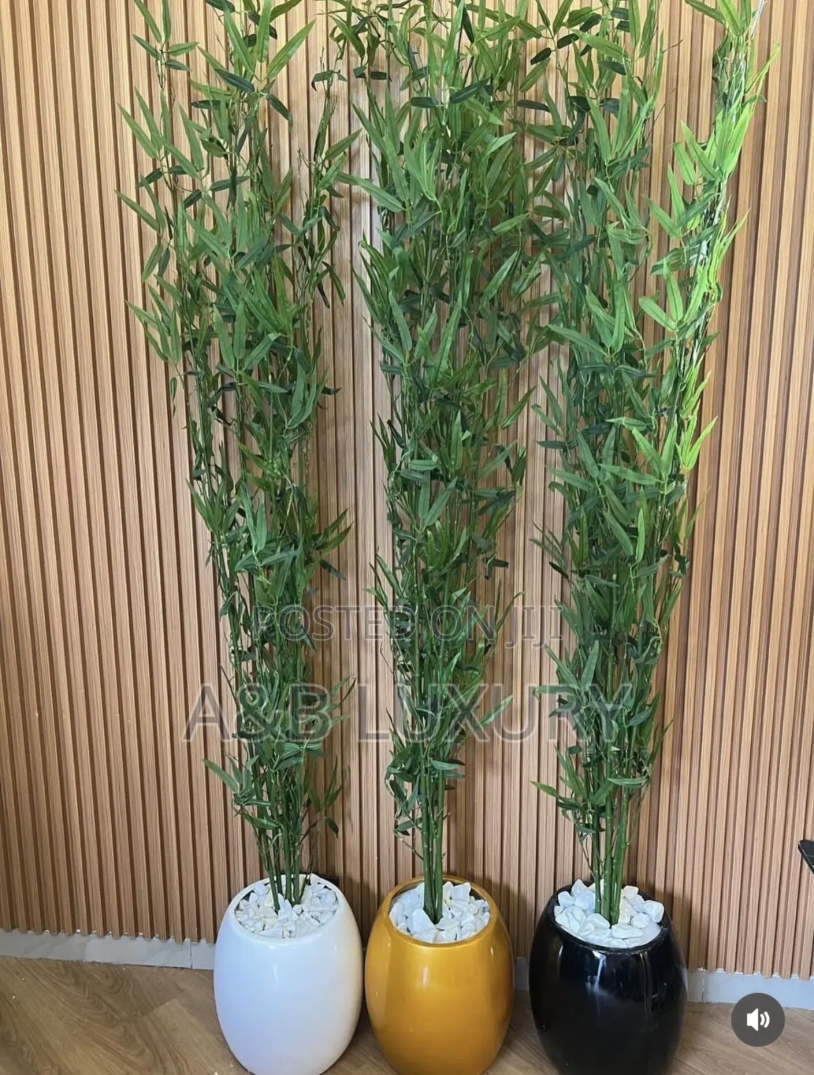 Bamboo Plant 
