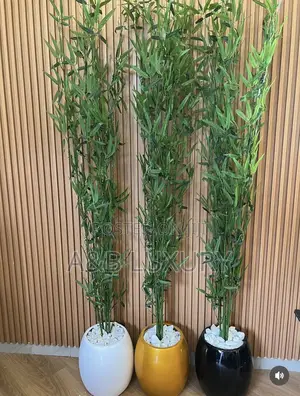 Bamboo Plant 