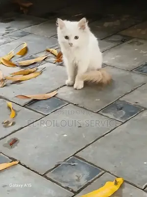 3-6 months Male Purebred Turkish Angora