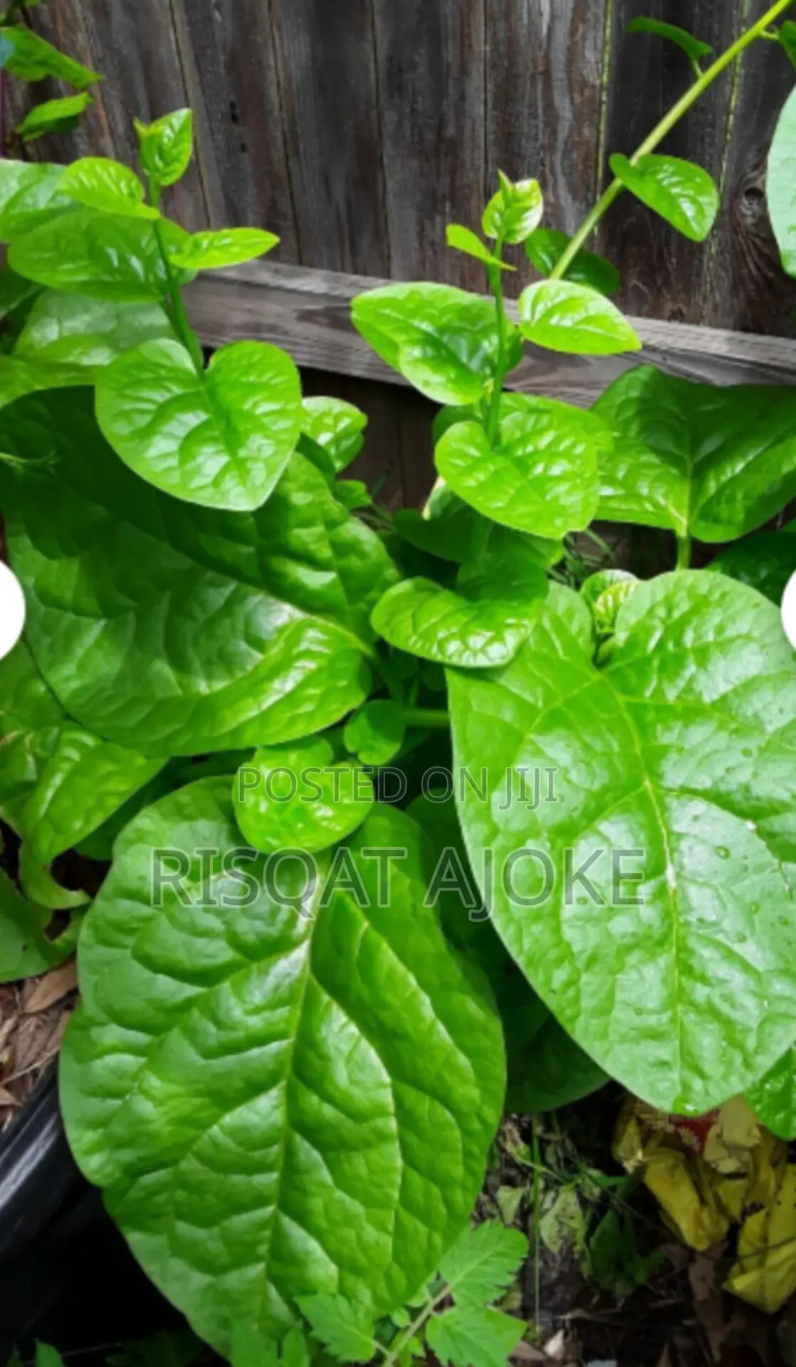 Amunututu Spinach Seeds Green Malabar