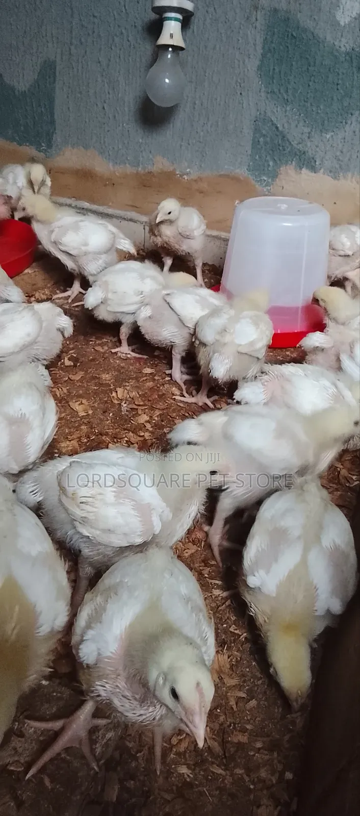 Aggregated Broilers Chicken