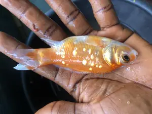 1.2 Inches Goldfish for Aquariums / Fishbowl